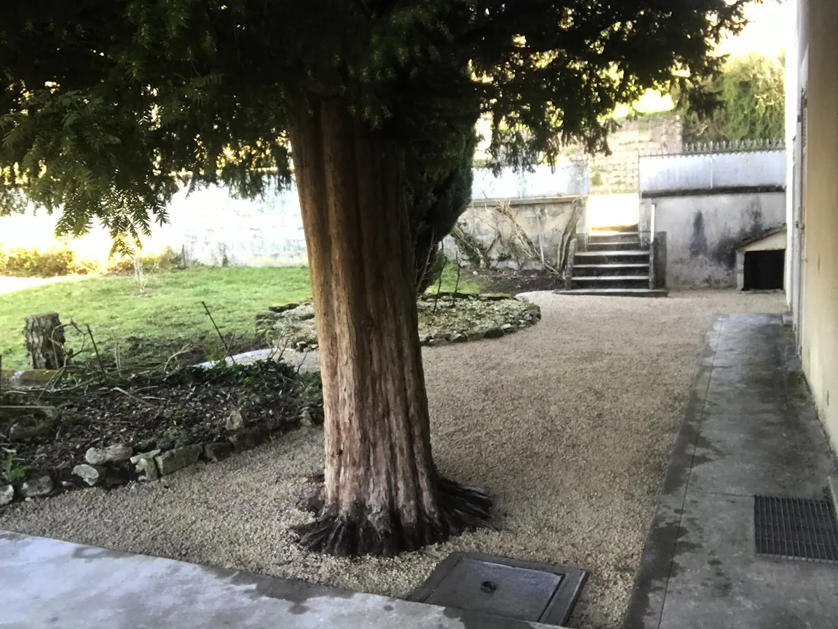 Cour en gravier stabilisé contournant le pied d'un grand séquoia, escalier de pierre au fond