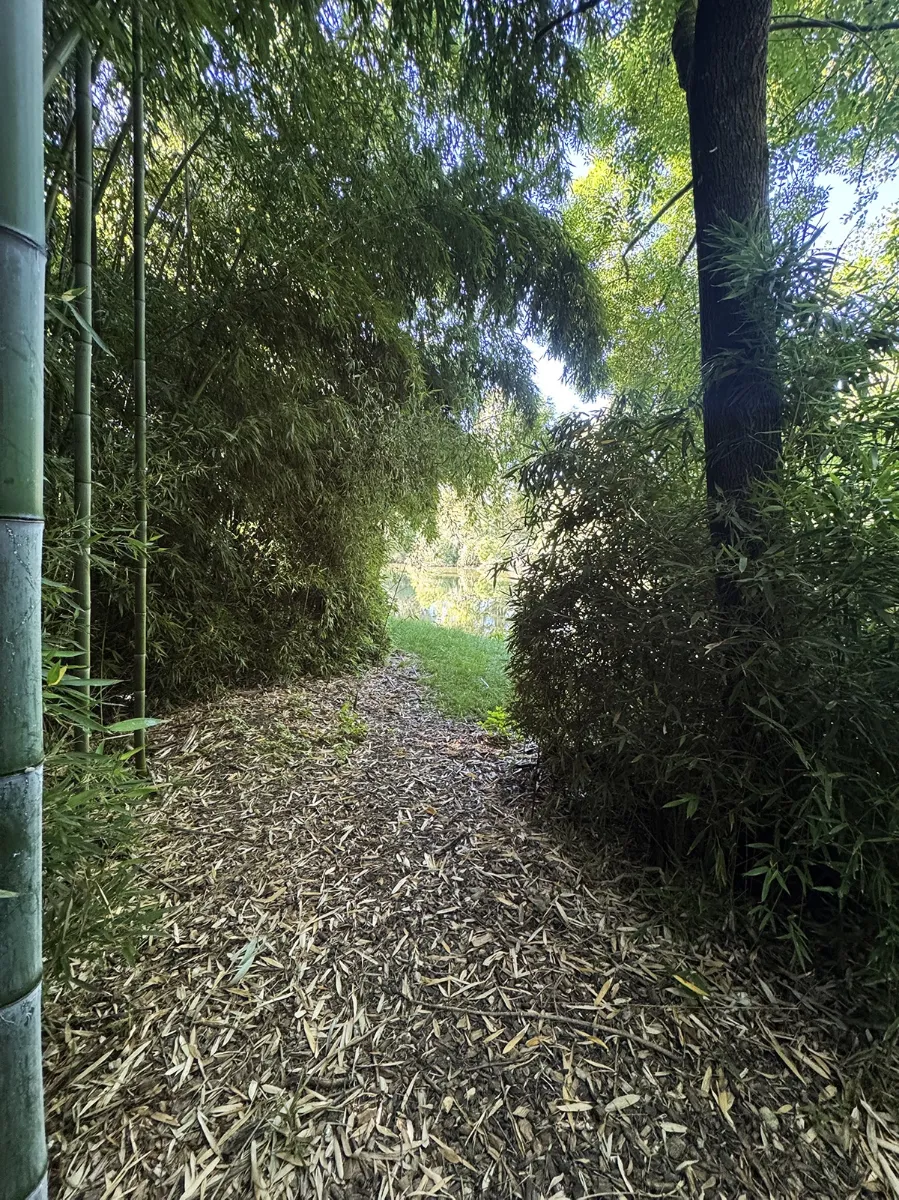 Sentier paillé de bambou broyé traversant une bambouseraie et débouchant sur la rivière