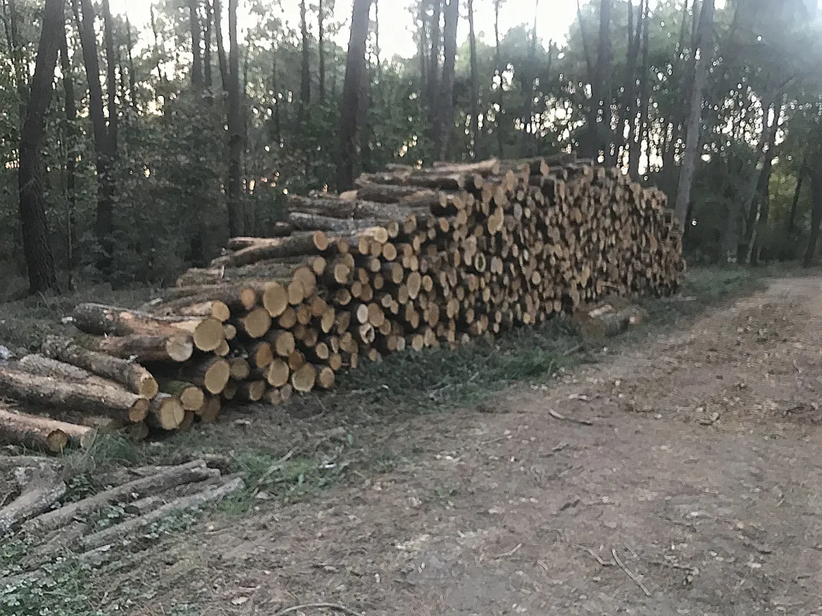 Long empilement de billons de bois de chauffage rangés en bord de piste forestière, en sous-bois