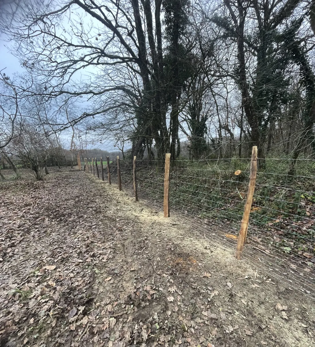 Clôture en grillage neuve sur piquets de châtaignier, le long d'une lisière boisée en hiver