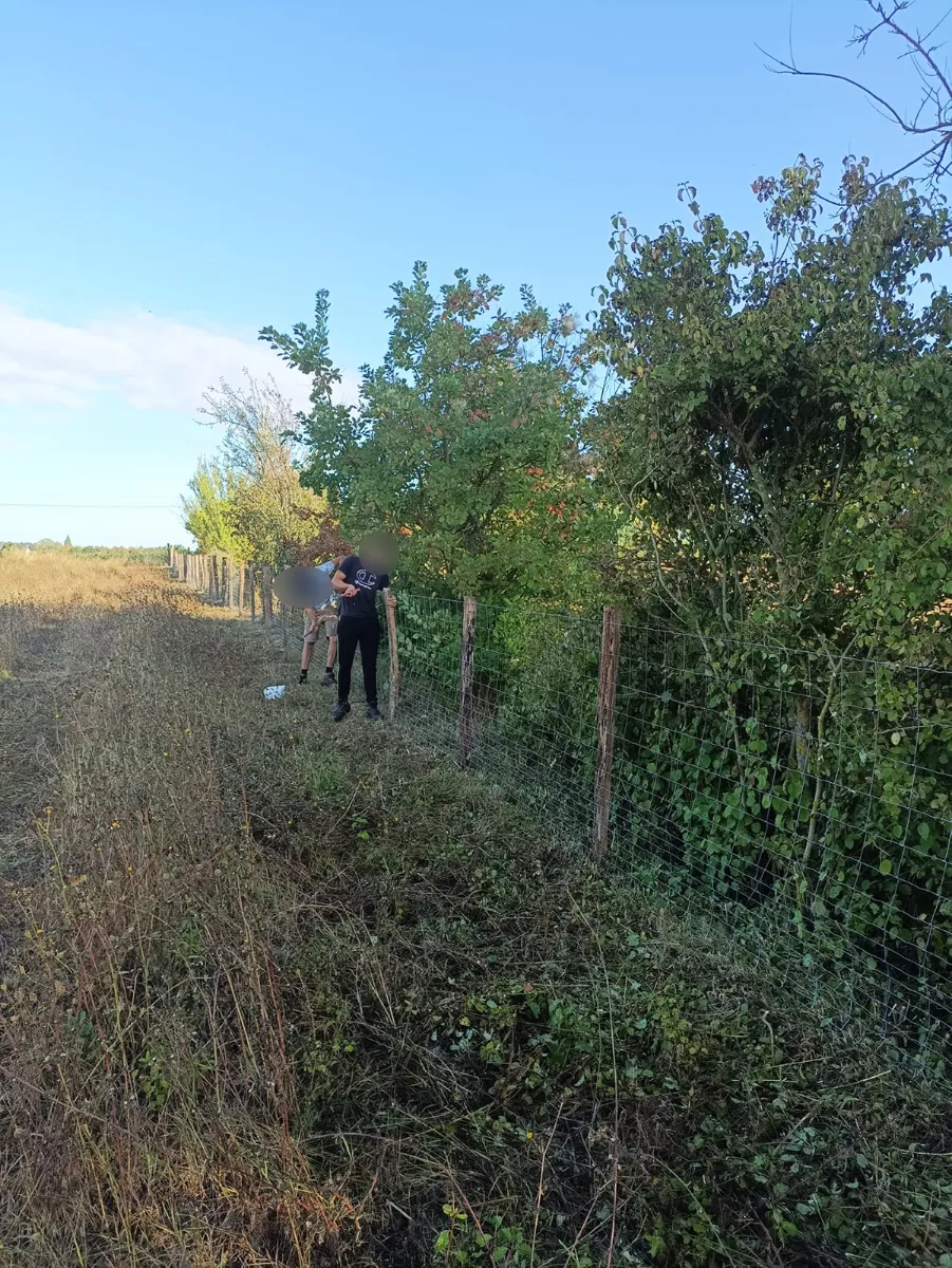Deux compagnons posant un grillage à mailles le long d'une haie, en bordure de champ