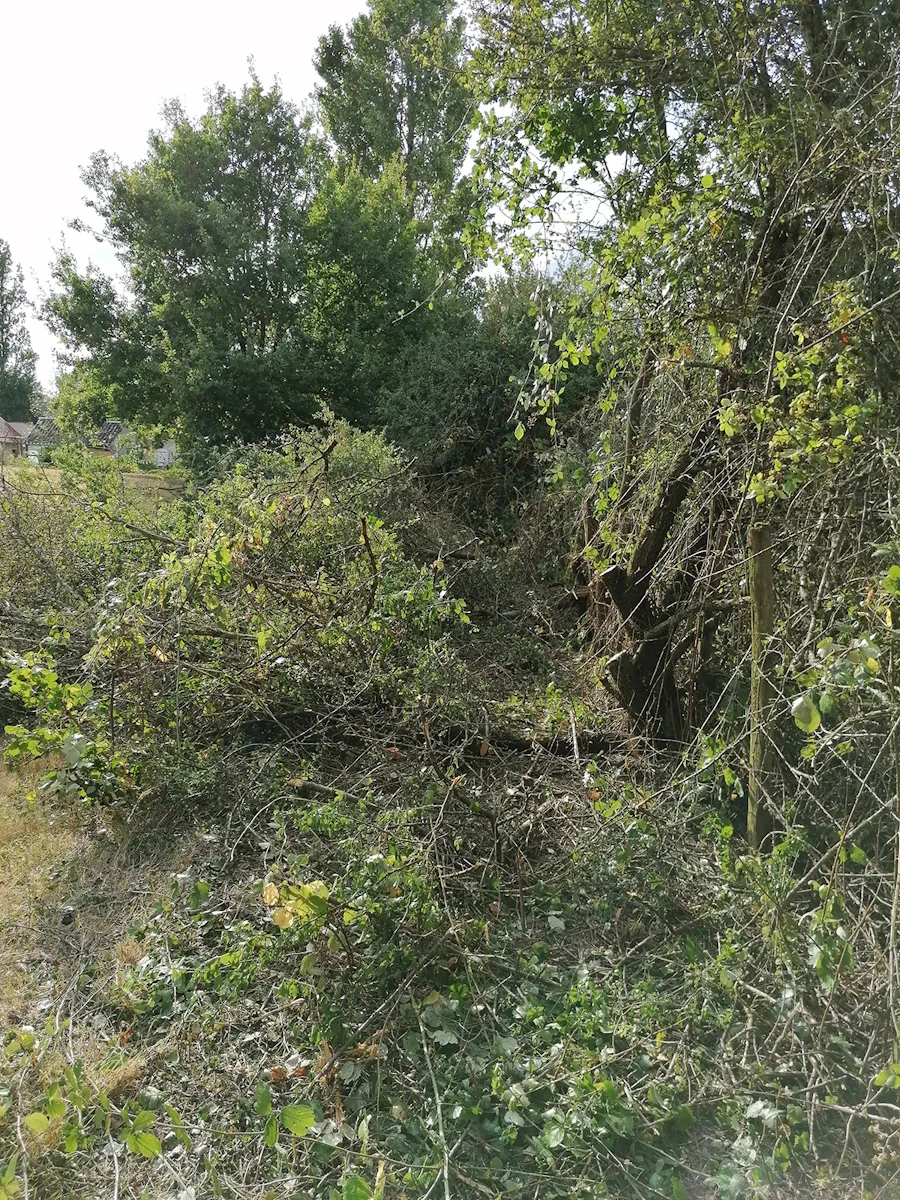 Branches abattues étalées au pied d'une haie ancienne, en bordure de terrain