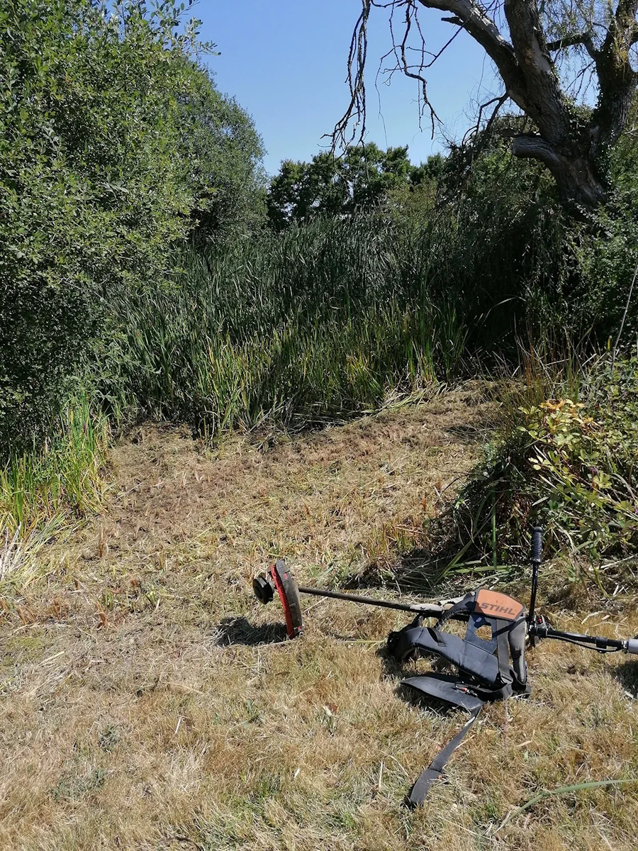 Débroussailleuse posée au pied d'une roselière en partie faucardée, au bord de l'étang