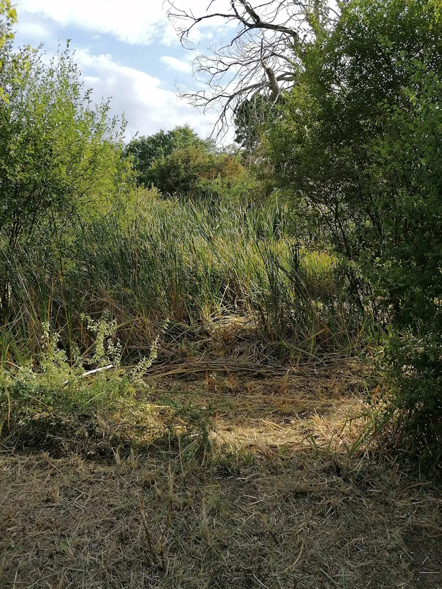 Massif de joncs en partie faucardé au bord de l'étang, tiges couchées au premier plan