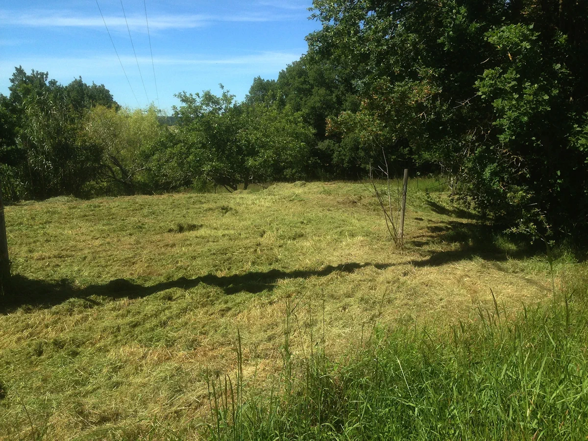 Parcelle fauchée dans un vieux verger, andains d'herbe et arbres fruitiers conservés