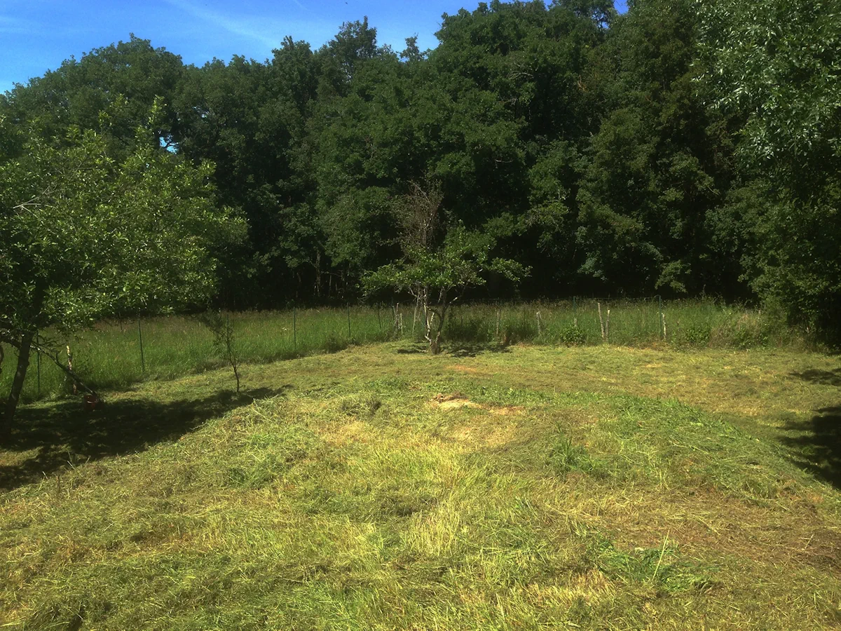 Prairie fauchée jusqu'à la lisière boisée, clôture et jeunes arbres dégagés