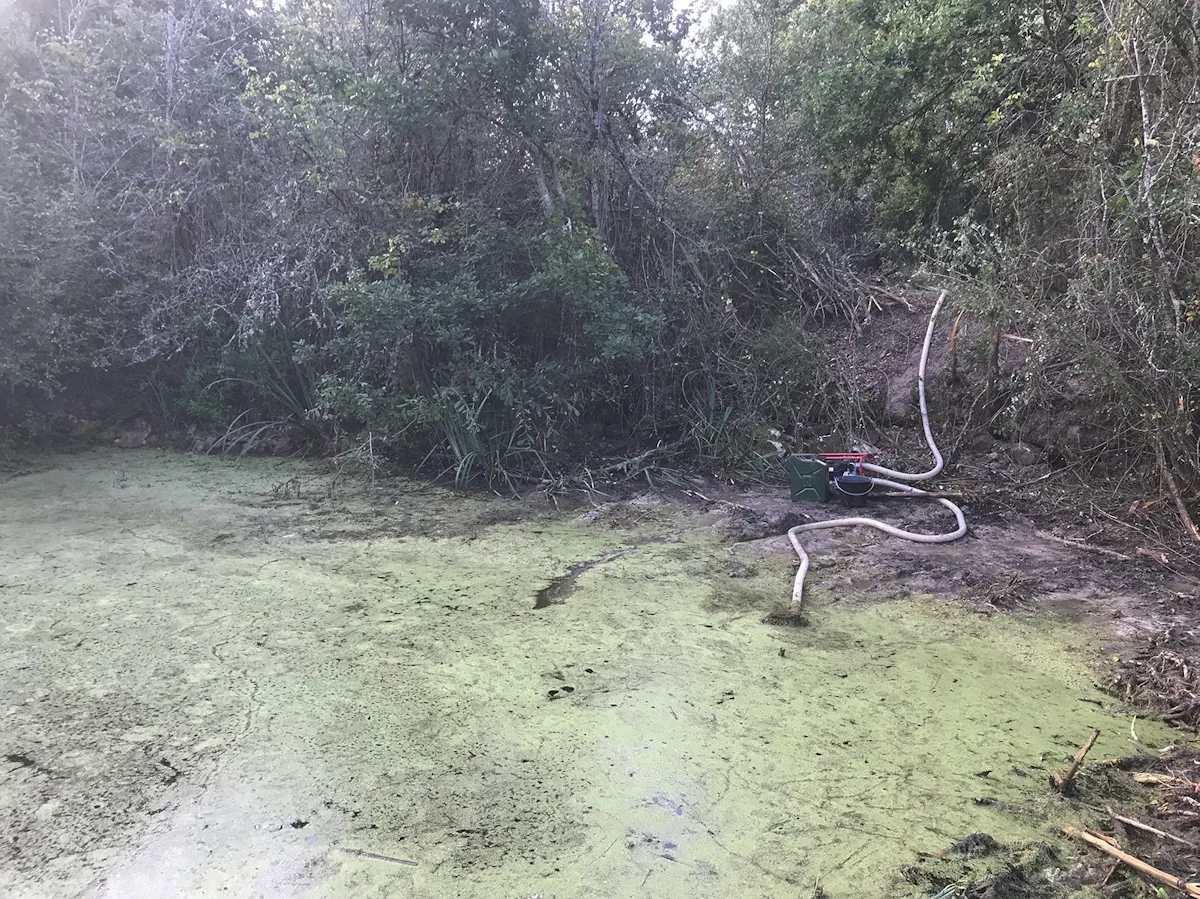 Pompe et tuyaux installés au bord d'un étang couvert de lentilles d'eau, pour la vidange