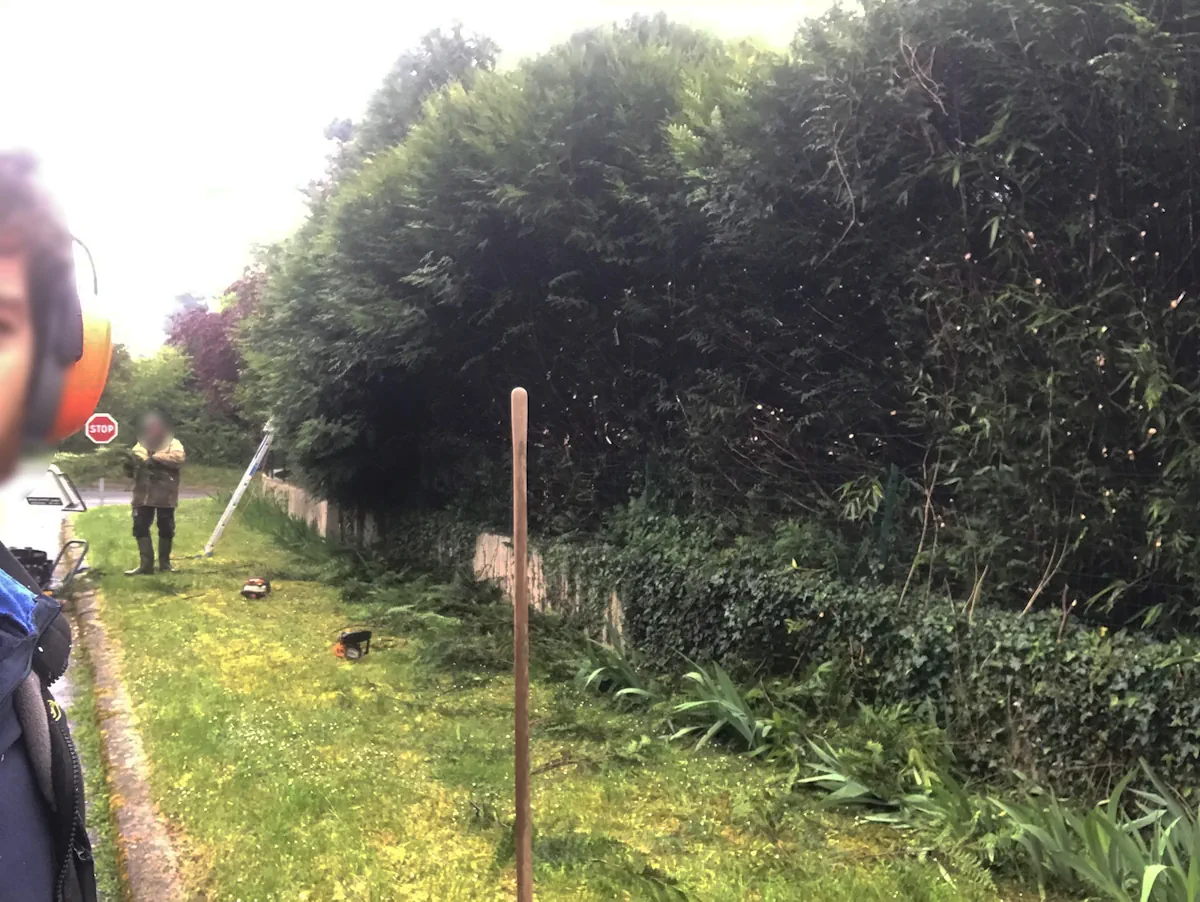 Chantier de taille au pied d'une haie de cyprès en bord de route, outillage posé sur l'herbe