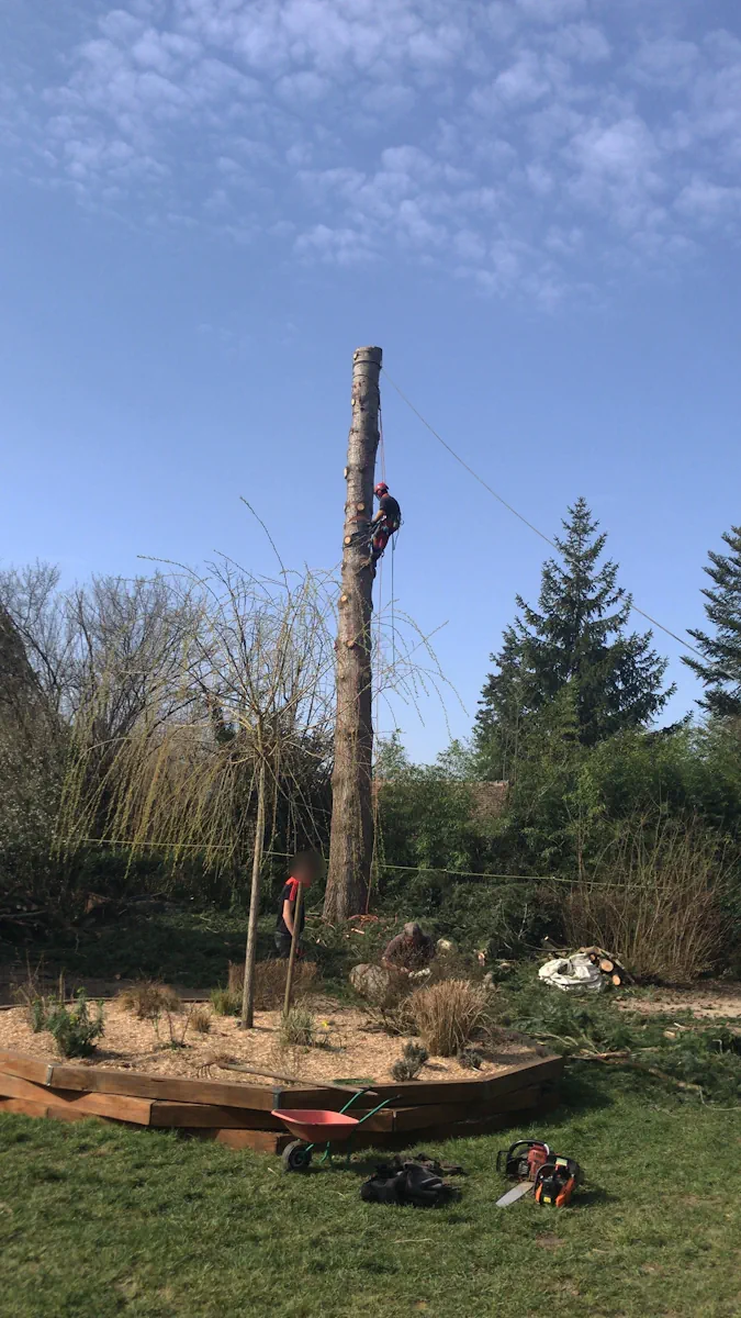 Grimpeur-élagueur encordé démontant par sections le tronc d'un grand arbre, matériel posé au sol dans le jardin
