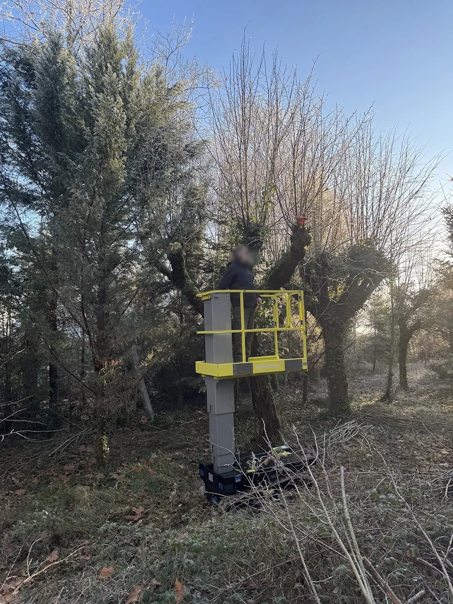 Nacelle chenillée jaune engagée dans une rangée de saules têtards, par un matin de givre