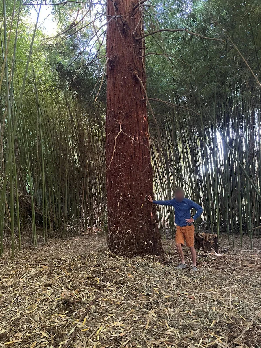 Tronc d'un grand séquoia cerné de bambous, un homme à côté donnant l'échelle