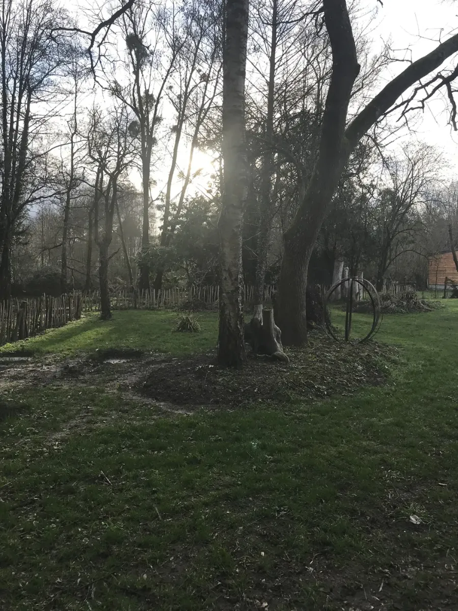 Pelouse installée sous de grands arbres, à contre-jour dans la lumière d'hiver