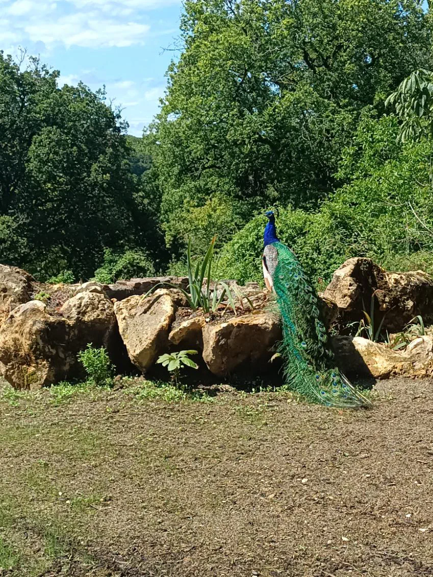 Paon perché sur un enrochement de blocs calcaires planté d'iris, en lisière de bois