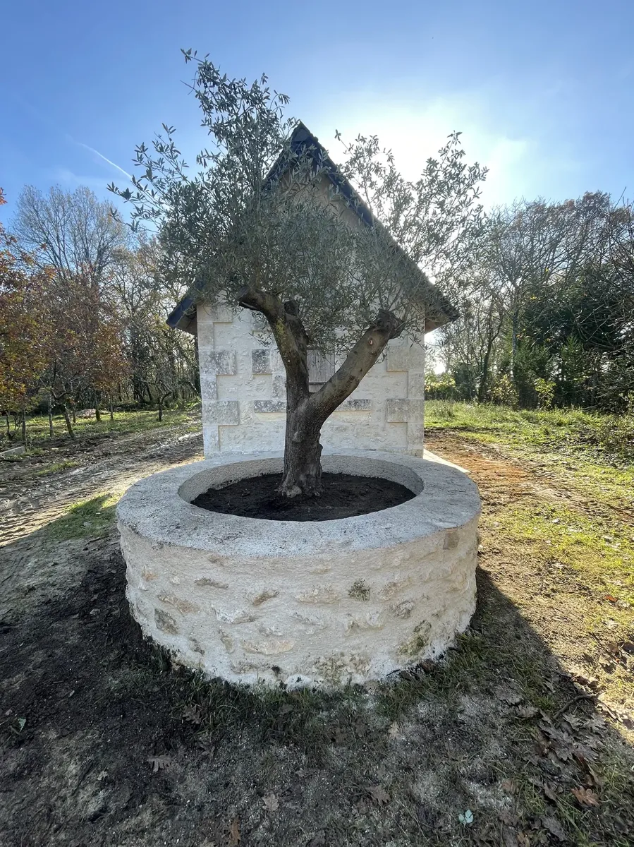 Vasque circulaire en pierre de taille plantée d'un olivier, devant une maisonnette restaurée, à contre-jour