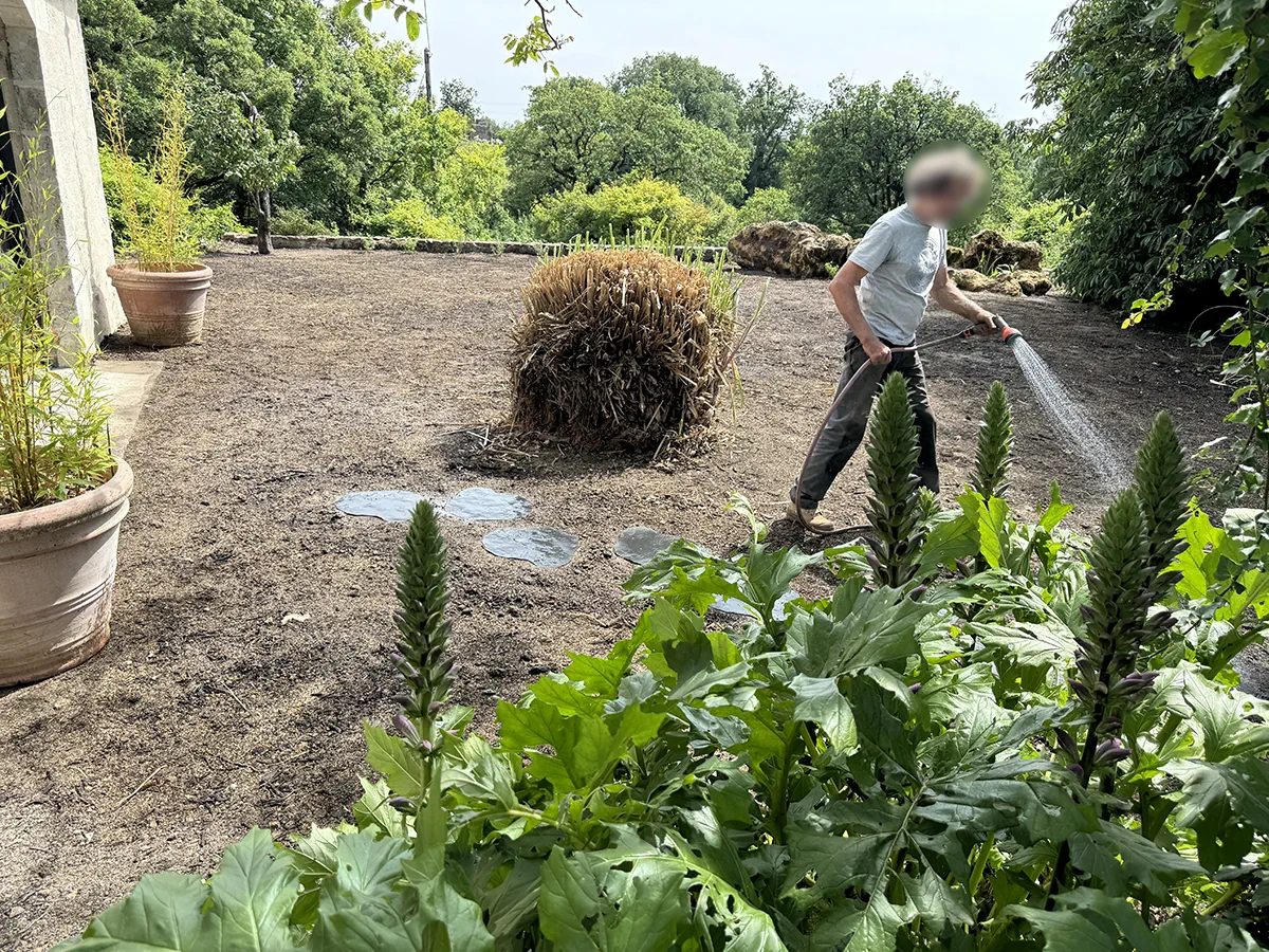 Compagnon arrosant au jet un terrain fraîchement planté, acanthes en fleur au premier plan