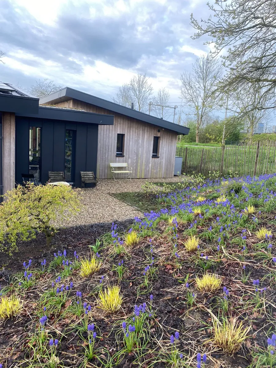 Nappe de muscaris et de laîches dorées en fleur devant une maison au bardage de bois, au début du printemps
