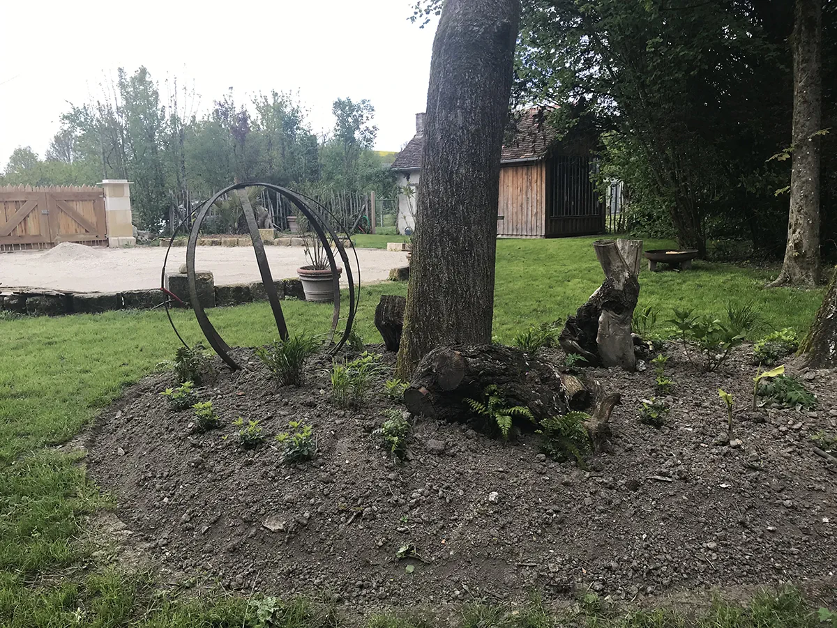 Massif de fougères et de vivaces planté au pied d'un grand arbre, souches conservées en décor