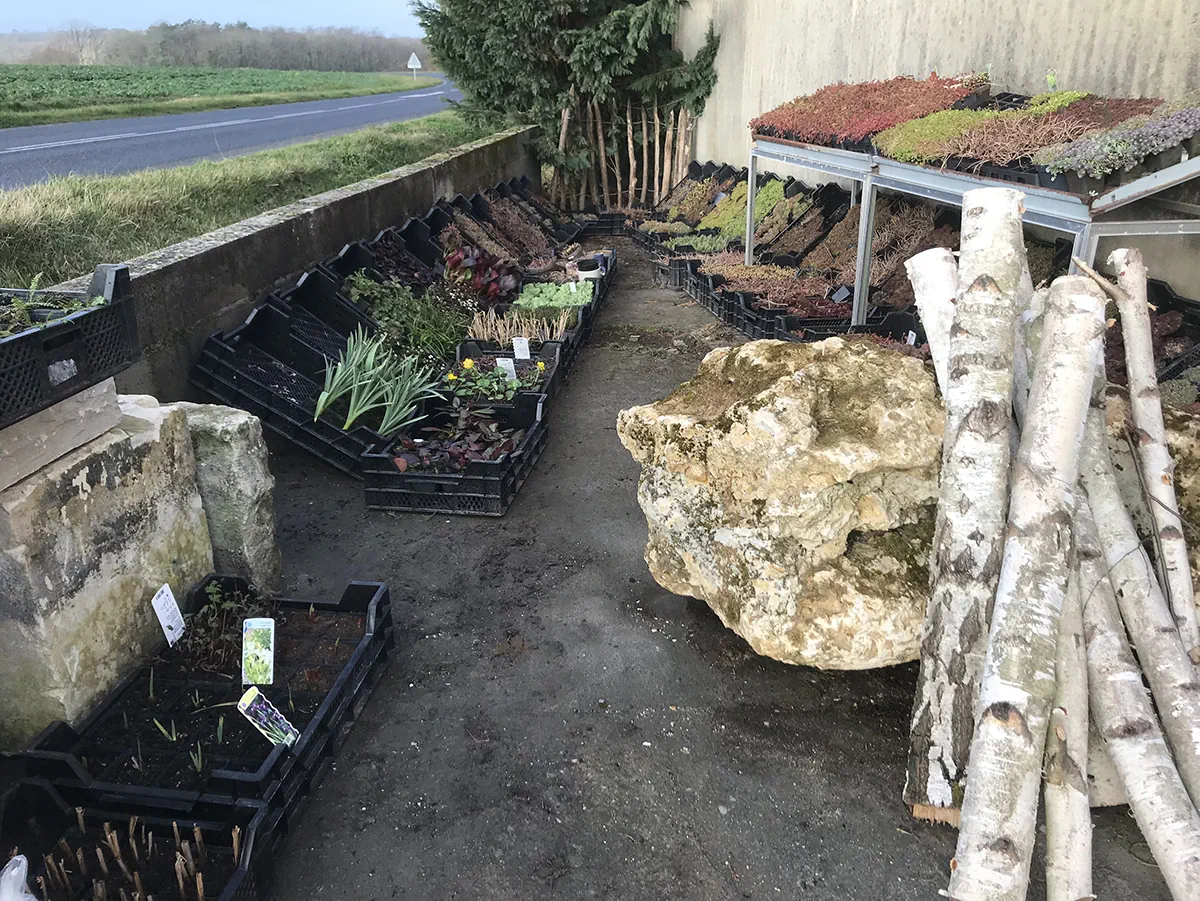 Cagettes de vivaces et plaques de sedum alignées au dépôt, entre blocs de pierre et rondins de bouleau