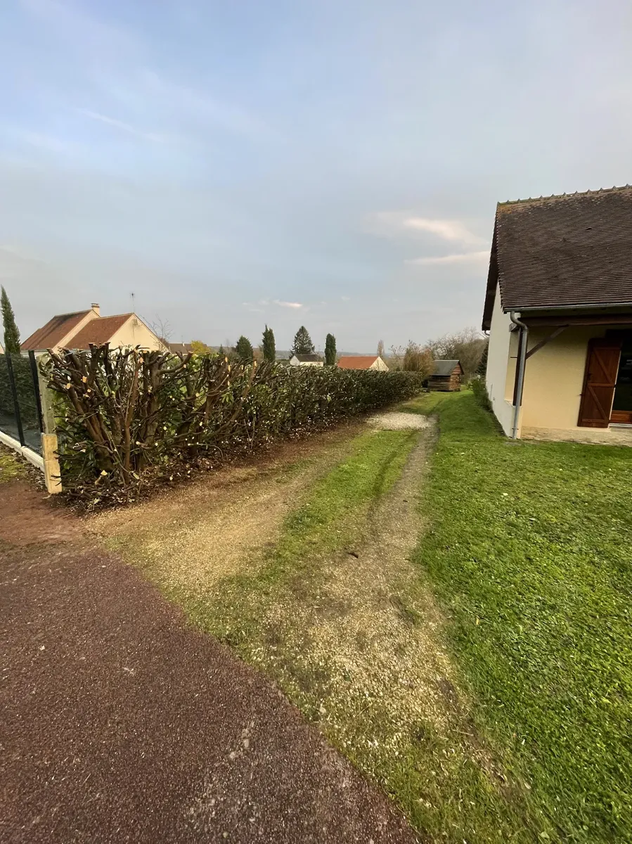 Haie rabattue sur charpente le long d'une allée de gravier, maison et campagne en arrière-plan